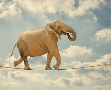 Elephant balanced on Tight Rope