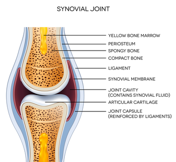 Synovial Joint